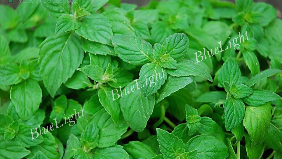 Tinh Dầu Bạc Hà 8 Cây bạc hà