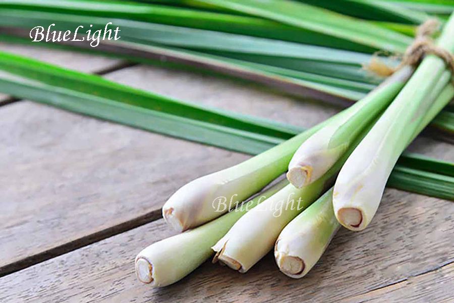 Tinh Dầu Sả 8 cây sả chanh